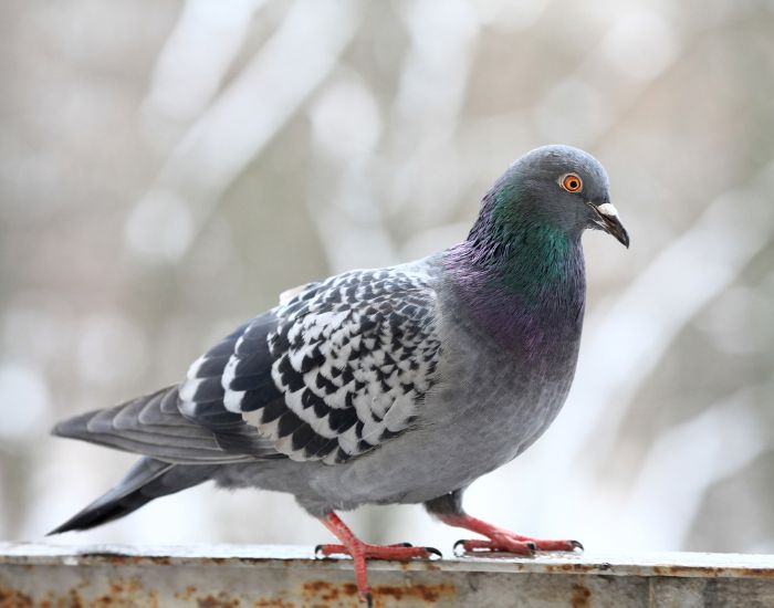 Hrănirea porumbeilor depinde de sezon și de vârsta păsărilor.